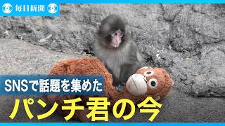 Punch-kun, who became a hot topic on social media, is doing now