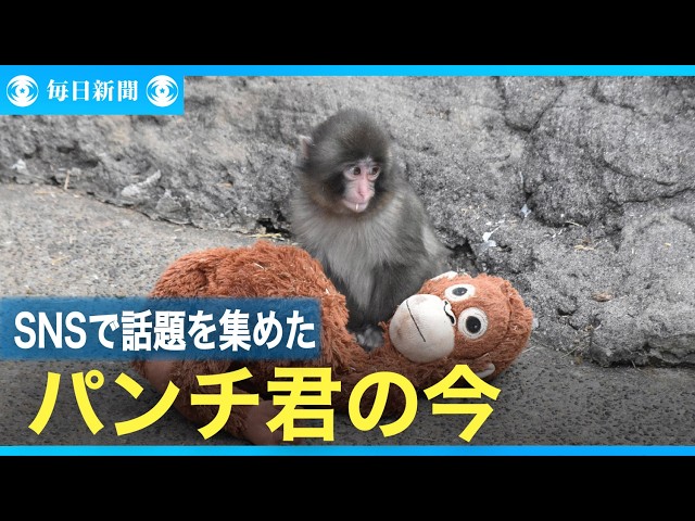 パンクくん Punch-kun, who became a hot topic on social media, is doing now