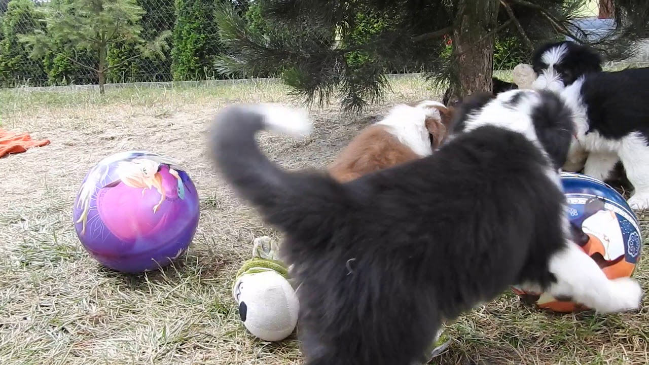 bearded collie puppies 8 weeks old from Buhlbino kennel