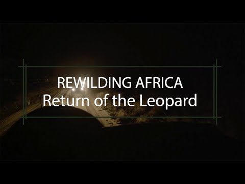 Rewilding Africa: Return of the Leopard