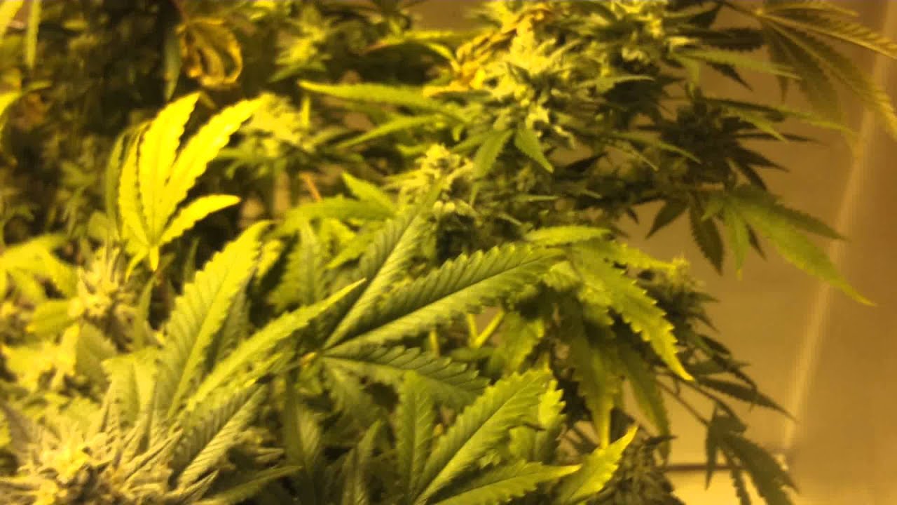 Live from TokenReefFL... Critical Sensi Star!