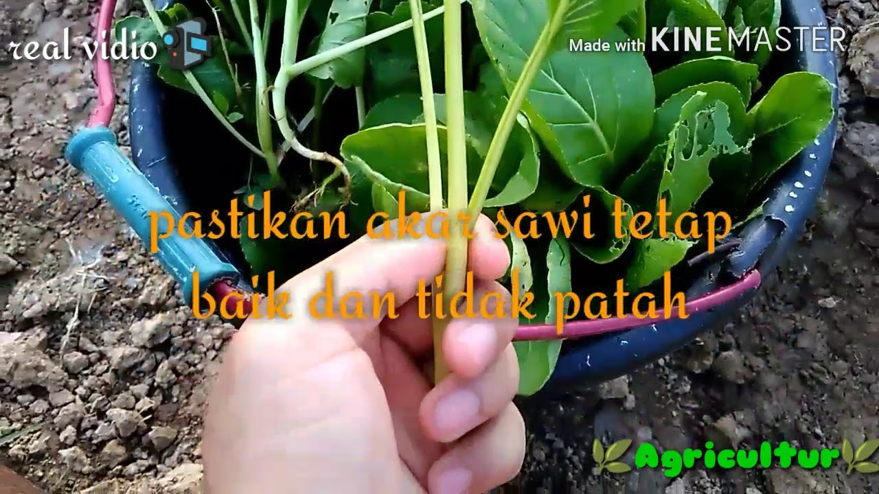 Cara menanam sawi manis YouTube