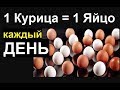 Куры несушки чем кормить? Как повысить яйценоскость кур зимой? Ломан браун, леггорн, хайсекс