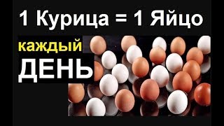 Куры несушки чем кормить? Как повысить яйценоскость кур зимой? Ломан браун, леггорн, хайсекс