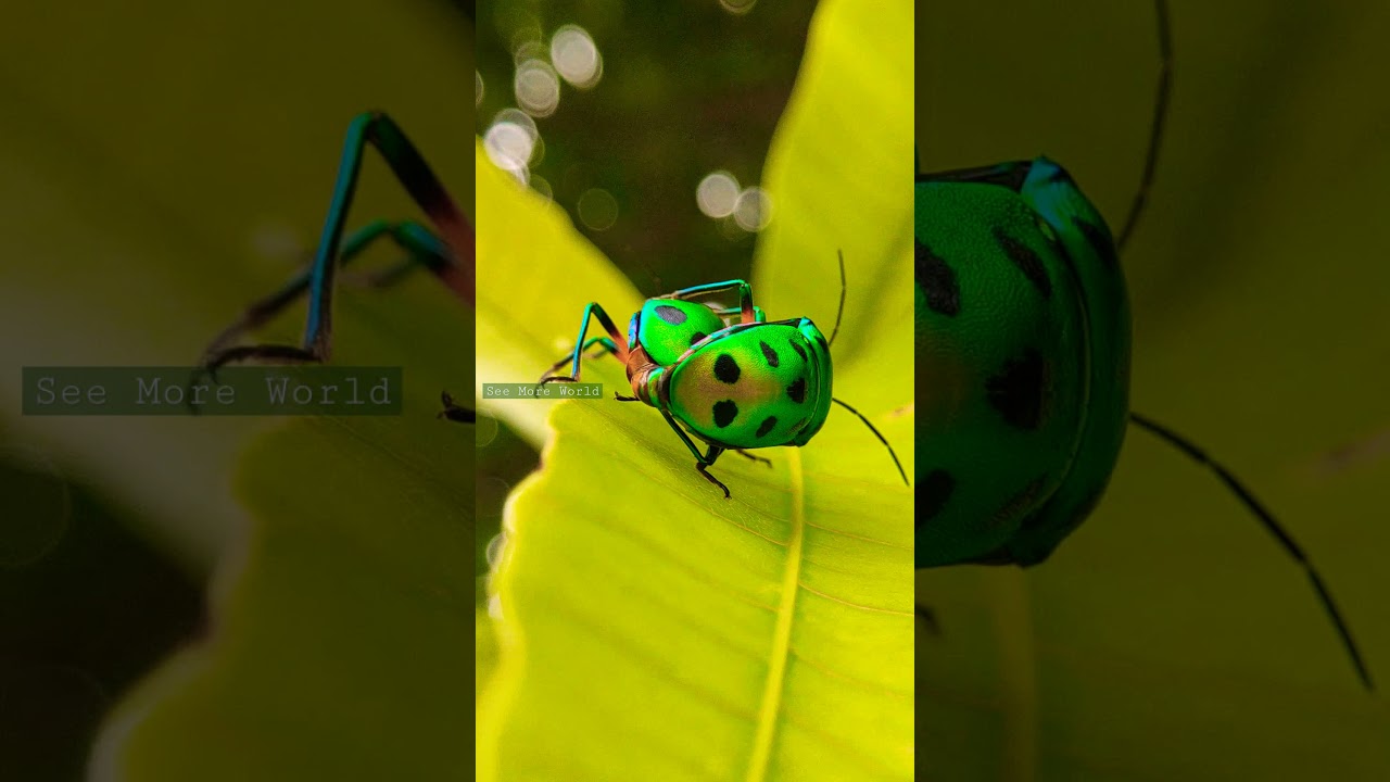 Metallic shield bug