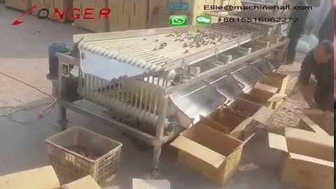 Fruit Sorting Machine Grading Machine Manufacturer