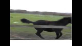 Video Thumbnail for I must go, my people need me!