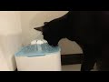 【黒猫】Amazonでペット給水器を買った【CAT】