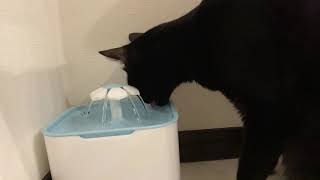 【黒猫】Amazonでペット給水器を買った【CAT】