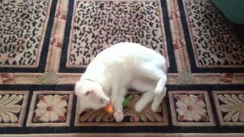 Bianca Barbarella white cat loves her Catnip Carrot
