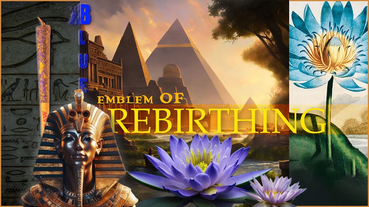 What's Blue Lotus of ancient Egypt?