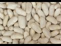 Cannellini Beans 101-Select &amp; Store Cannellini Beans