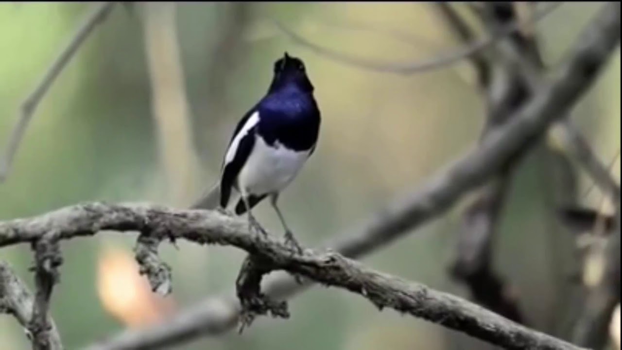 Asli, Suara Burung Kacer di Alam Bebas 