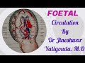  foetal circulation  by  dr jineshwar a yaligouda md professor  hod dept of anatomy