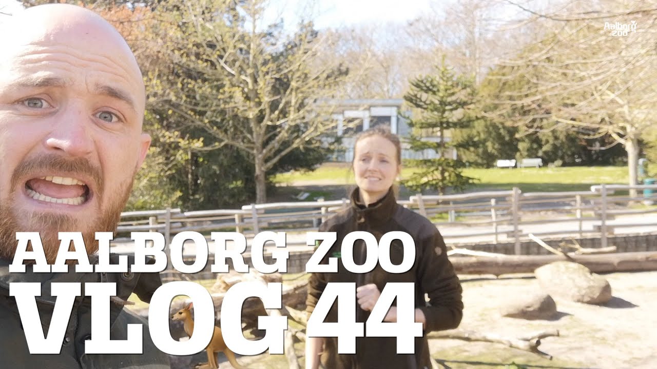 Isbjørneungerne bader! | Nyt på savannen | Nej, vi stammer ikke fra aberne! 🐵 | Aalborg Zoo VLOG 44