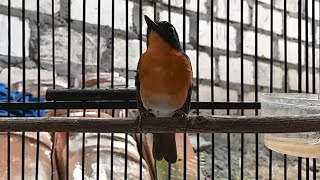 Download Lagu Ciri Khas Sikatan Gunung Saat Nyiul / Nyuling Ini AMPUH Sebagai Perbedaan Dengan Tledekan Bakau MP3