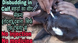 Disbudding in Calf, बछड़ों का सींग सेकना (रोधना) सिर्फ एक टैबलेट से? Potassium Hydroxide (KOH)