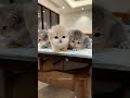 Cutest Cats