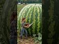 Turning a Gaint Watermelon into a tiny house
