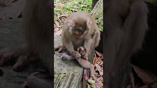 Mommy take newborn monkey #cutebaby #monkey #babymonkey #baby #newborn #cute