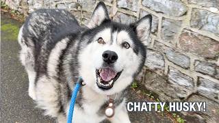 The Usual Husky Conversation On A Walk