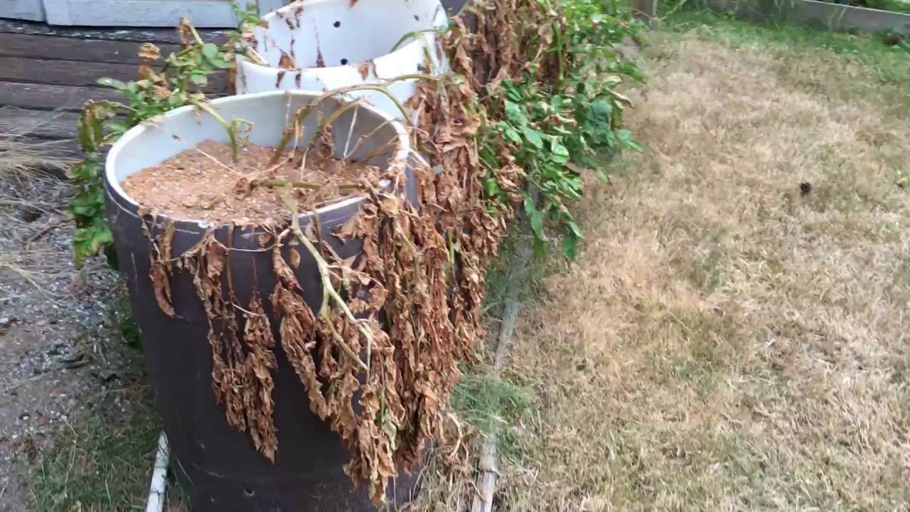 Potato tower proof!!!