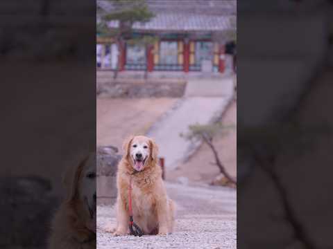 보호자가 너무 아파서 3일만에 조용한 사찰에서 산책하고 돌아온 골든리트리버 두산이 #반려견일상