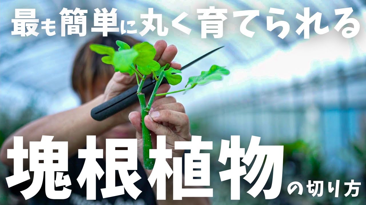 【塊根植物の中でTOP３に入る可愛さ?!】アデニアグラウカの切り方！