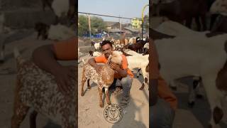 Cutting Bakra