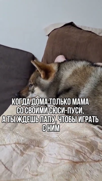 Игры собаки - YouTube