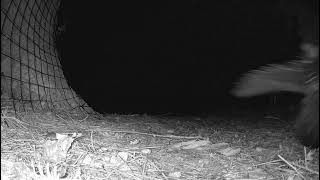 Closeup Of Porcupine Walking By