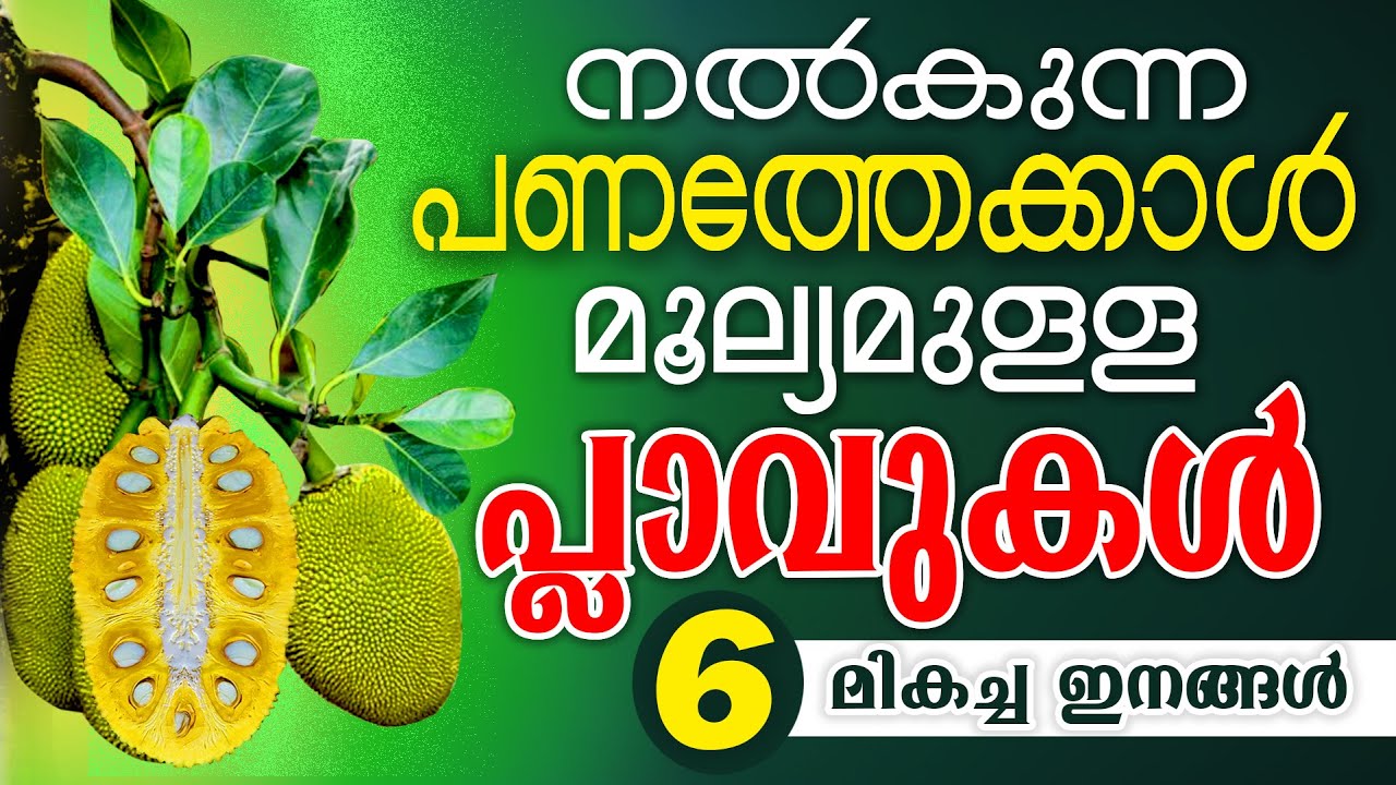 ഈ പ്ലാവിൻ തൈകൾ നട്ടു പിടിപ്പിച്ചാൽ നിരാശരാകേണ്ടി വരില്ല I Best JACKFRUIT Varieties