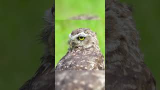This Owl Said NO to the Photo #shorts