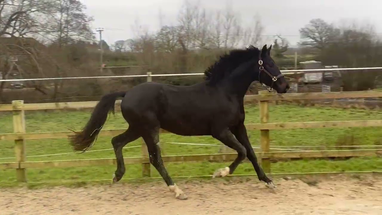 2023 gelding by Velverde x For Romance