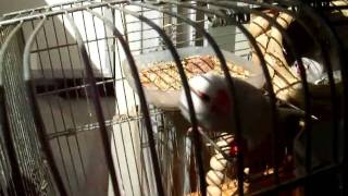 DSCF6190.AVI