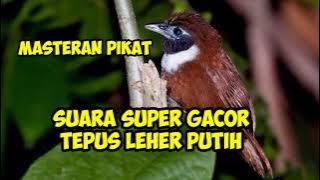 burung Tepus leher putih suara gacor super ampuh masteran pikat lawan langsung mendekat