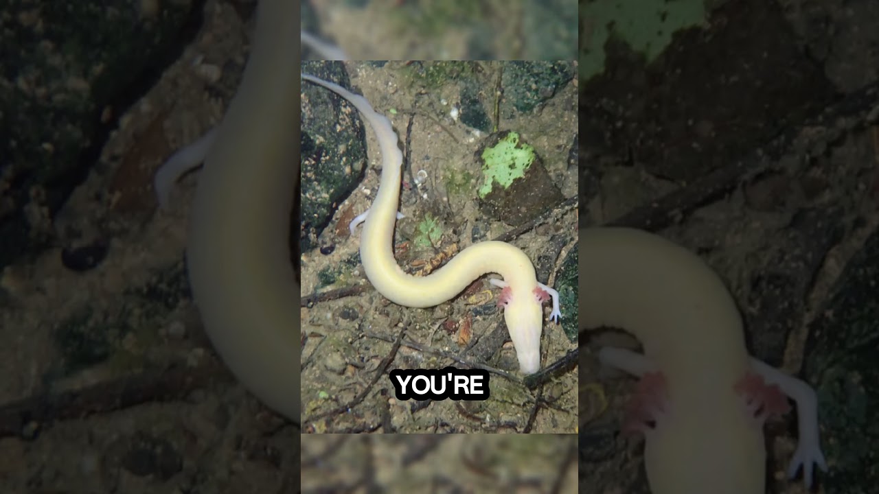 Animals That Can Survive Without Food For Many YEARS😲😱