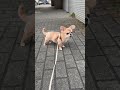 頑張ってうわうわ鳴くハナ