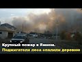 Крупный пожар в Ямное. Поджигатели леса чуть не спалили деревню под Воронежем