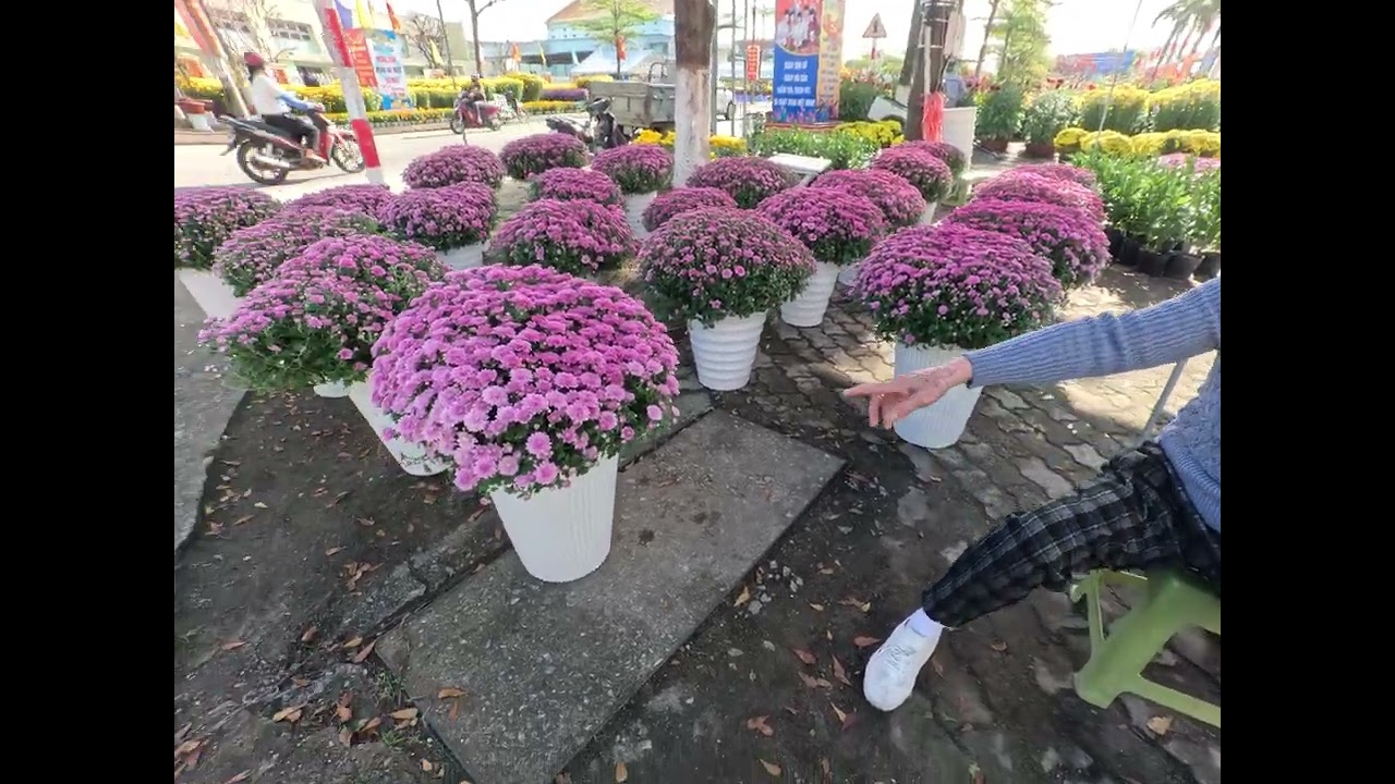 Hoa xuân Bính Ngọ 02-2026 017523