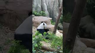 Panda At River Safari Singapore