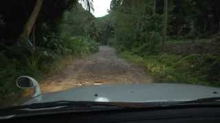 Mountain Chicken In Dominica