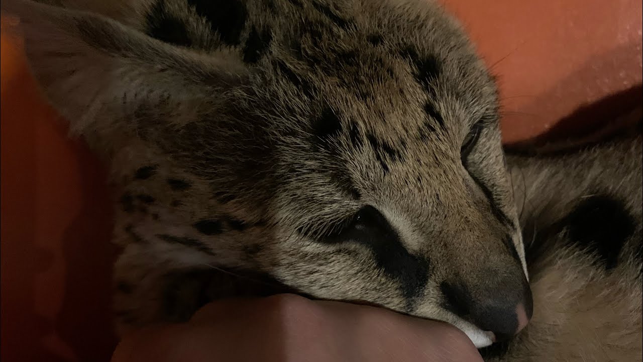 Big Serval Cat Purring So Vicious! YouTube