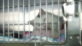 Cocheco Valley Humane Society, Dover NH