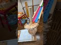 Marble Run (A marble run course featuring a wooden spiral staircase and winding wood. 16) #ASMR