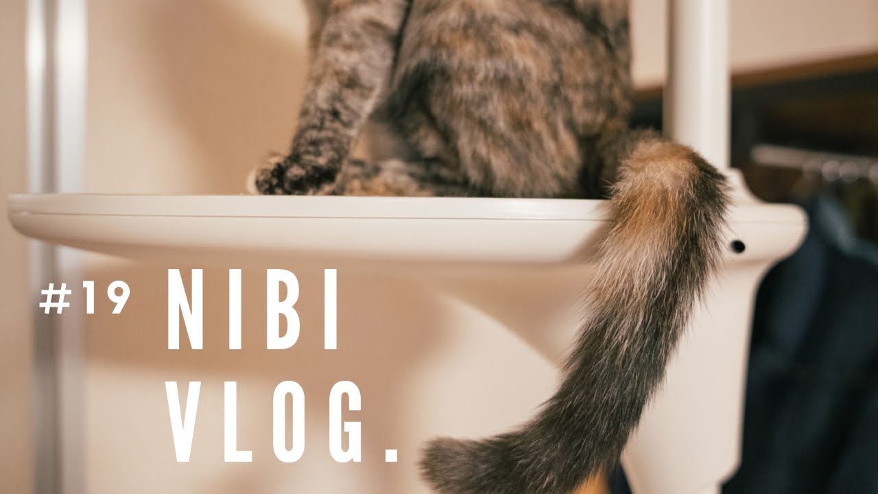 #19 | キャットタワー CatForestを購入（組み立て＆レビュー）