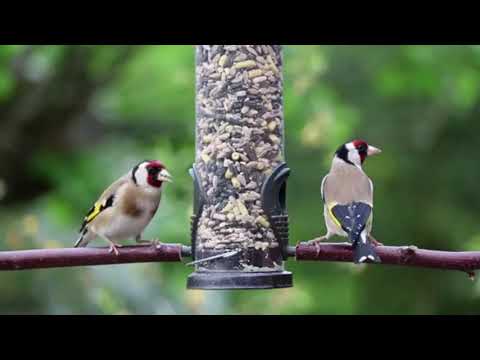 الشاب عز الدين الشلفي اه يا الغربة رديلي صغري 