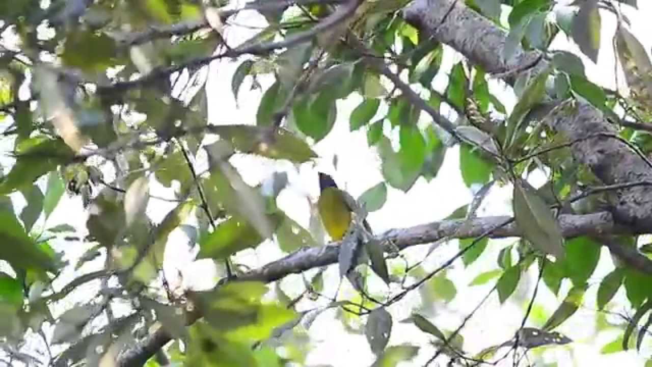 Black Headed Bulbul.....Rare resident breeder of Singapore Wildlife