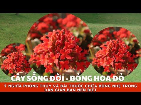 Tác dụng của cây lá bỏng