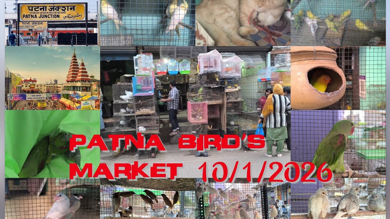 PATNA Birds Market new video || 2026 ||birds Market Bihar patna || 